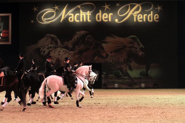 Pferde2011   141.jpg